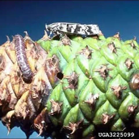 thumbnail for publication: Southern Pine Coneworm, Dioryctria amatella (Hulst) (Insecta: Lepidoptera: Pyralidae)